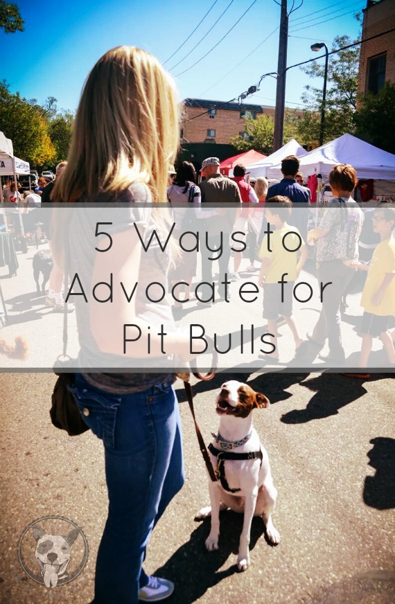Five Ways to Advocate for Pit Bulls - lolathepitty.com 