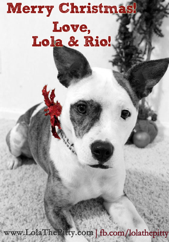 Merry Christmas - From Sarah & Lola at @lolathepitty