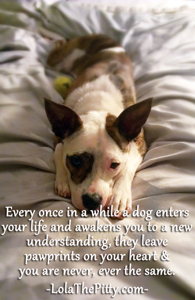 Every once in a while a dog enters your life...www.lolathepitty.com