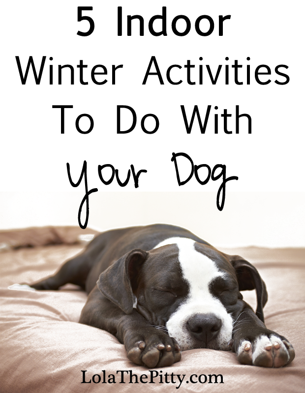 5 Indoor Activities to do with your dog! www.lolathepitty.com