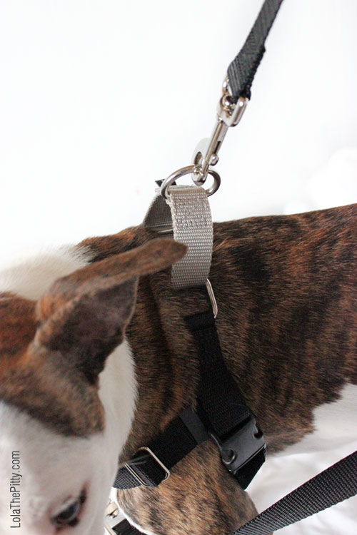 The Freedom No-Pull Harness review - Via Lolathepitty.com