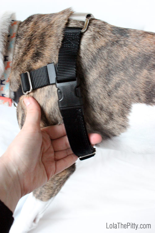 The Freedom No-Pull Harness review - Via Lolathepitty.com