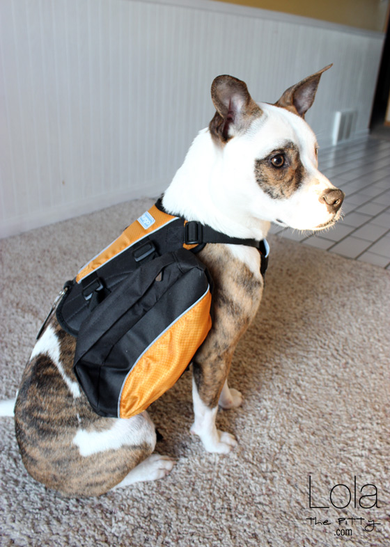 Kurgo dog backpack review | lolathepitty.com