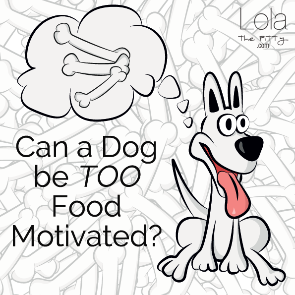 Can a dog be too food motivated?!