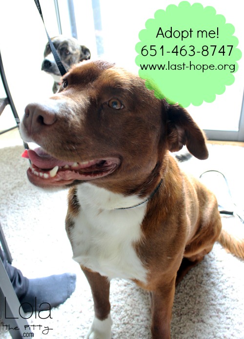 Please consider donating to Rusty's rescue - he is confirmed heartworm positive - @lolathepitty
