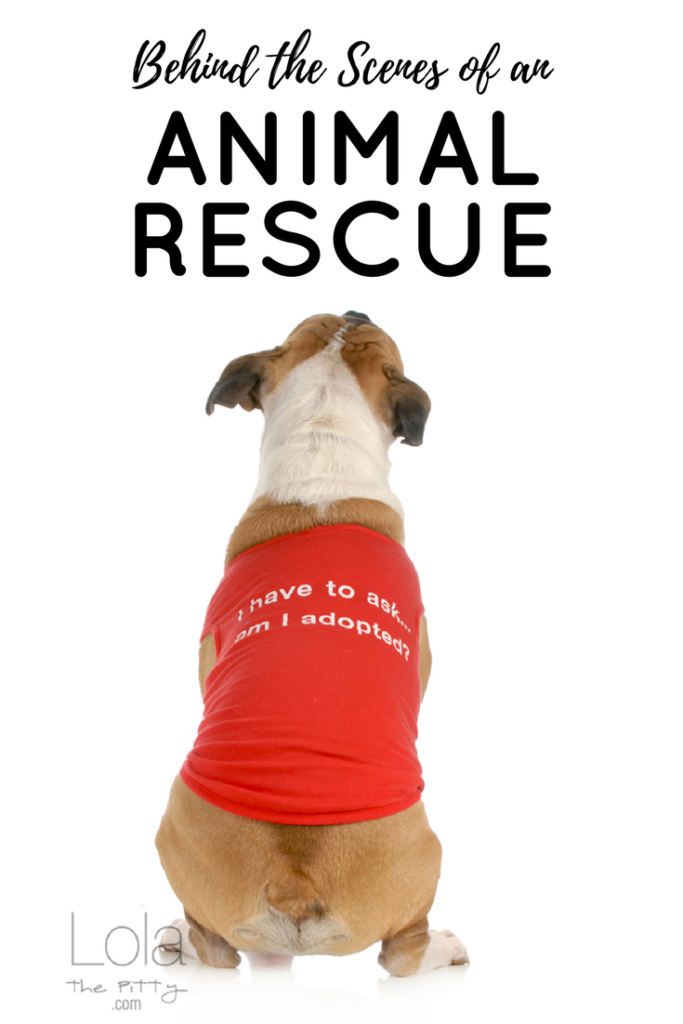 Behind the Scenes of Animal Rescue - common questions & answers - @lolathepitty