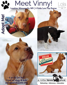 Vinny - Adoptable dog of the week in Minneapolis! Great with kids and other dogs! @lolathepitty