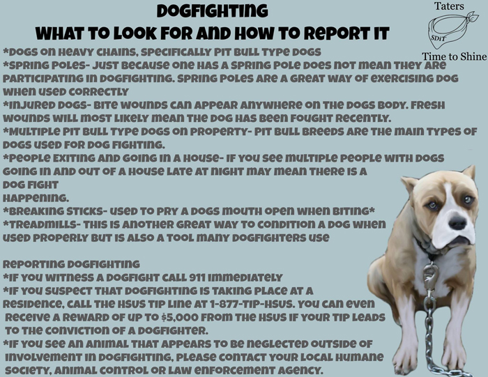 dog-fighting-what-to-look-for