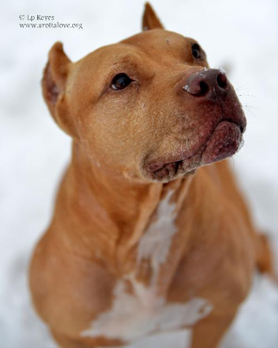 Vinny - adoptable dog of the week - Mpls, MN @lolathepitty