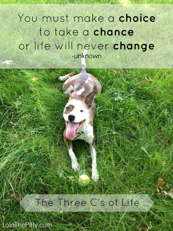 The 3 C's of Life - www.lolathepitty.com