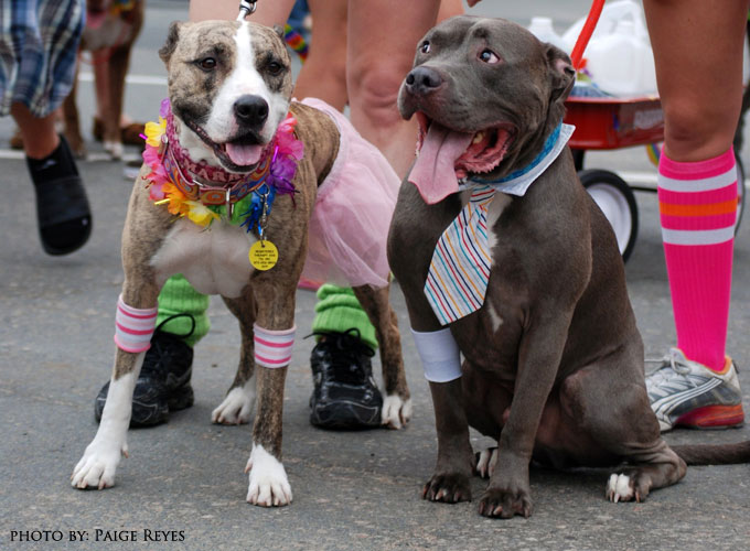 Meet Marri & Cedric - Behind the Scenes of Life as a Therapy Dog - @lolathepitty