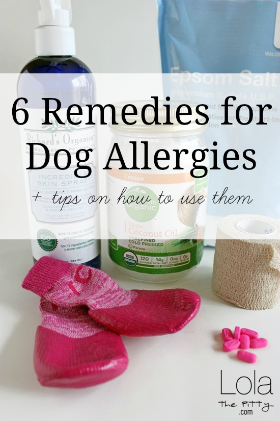 dog allergic to grass remedy