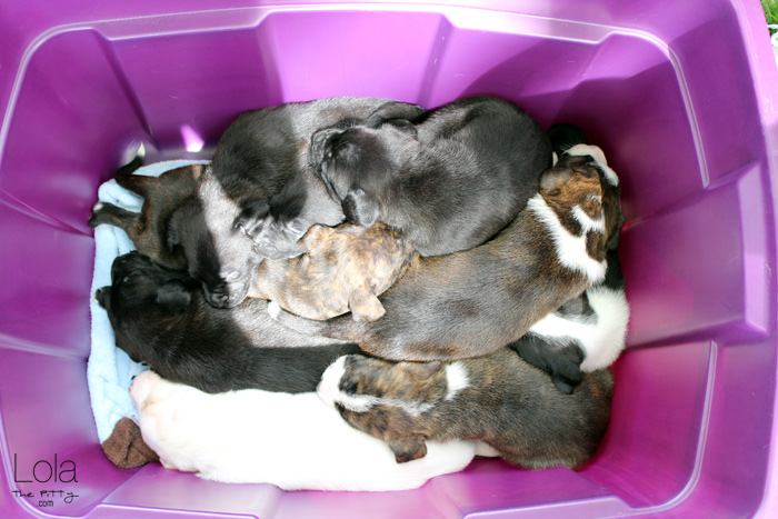 Cuteness overload: Emma's 4 week old puppies | @lolathepitty