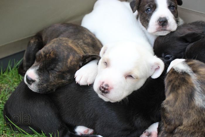 Cuteness overload: Emma's 4 week old puppies | @lolathepitty