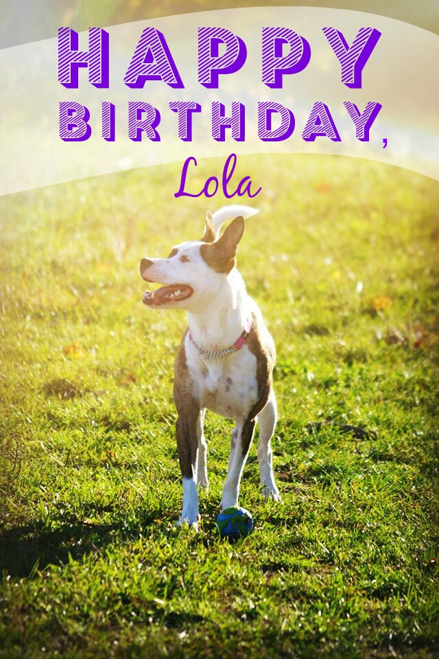 Happy 2nd Birthday, Lola! www.lolathepitty.com