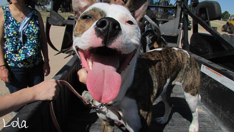 Happy Birthday, Lola! @lolathepitty