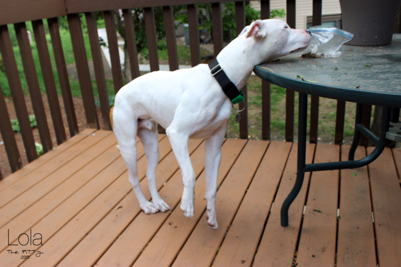 Enoch - Adoptable Dog of the Week - lolathepitty.com