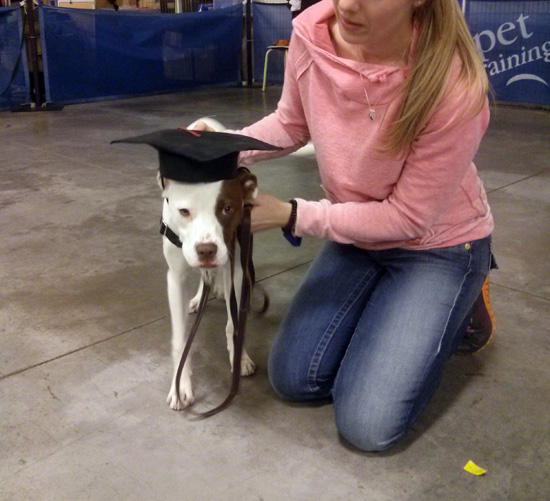 Rio - Obedience Graduation. www.lolathepitty.com