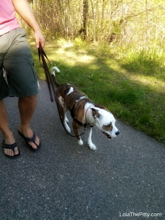 Loose Leash Walking: Putting an End to Leash Pulling