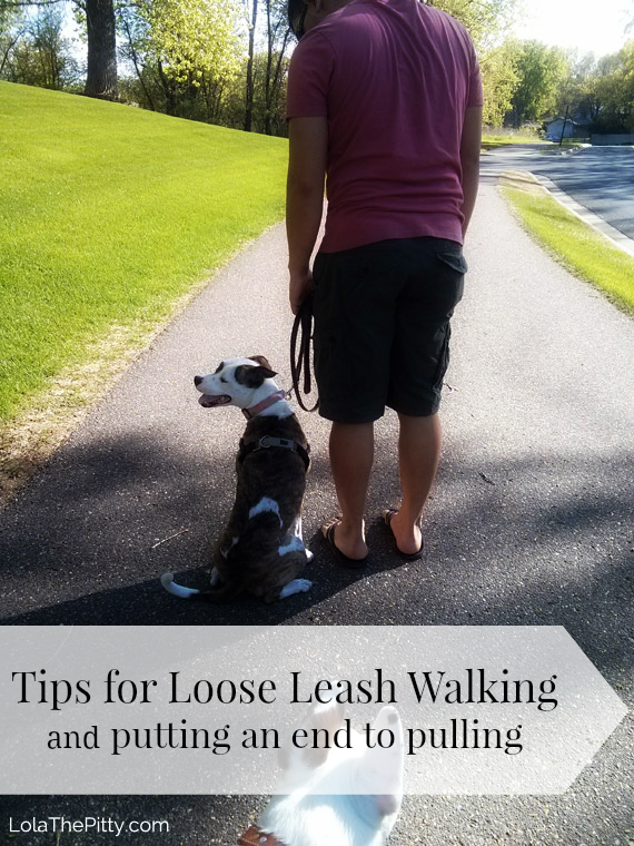 loose-leash-walking-lolathepitty