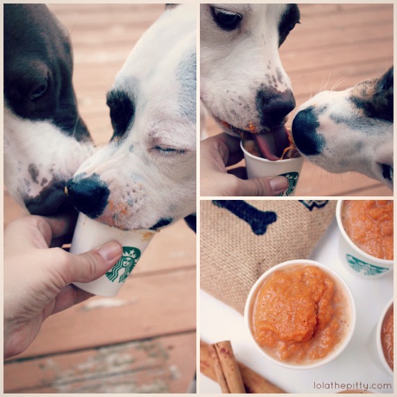 Homemade Pumpkin Spice Puppuccinos! Love this easy recipe for your pooch! Via lolathepitty.com