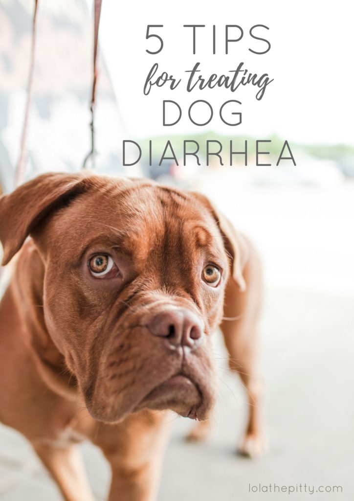 5 Tips for Treating Dog Diarrhea - lolathepitty.com