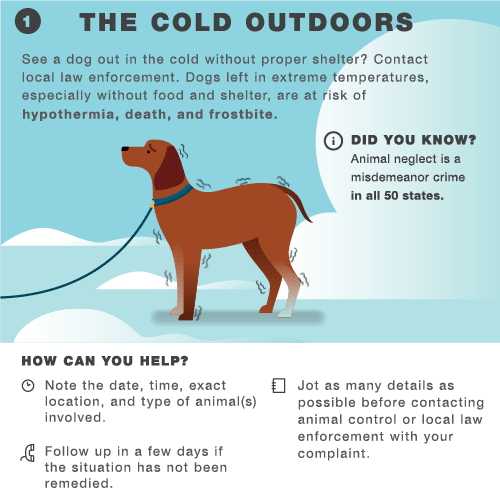 Tips for Keeping Dogs Safe in the Winter Cold