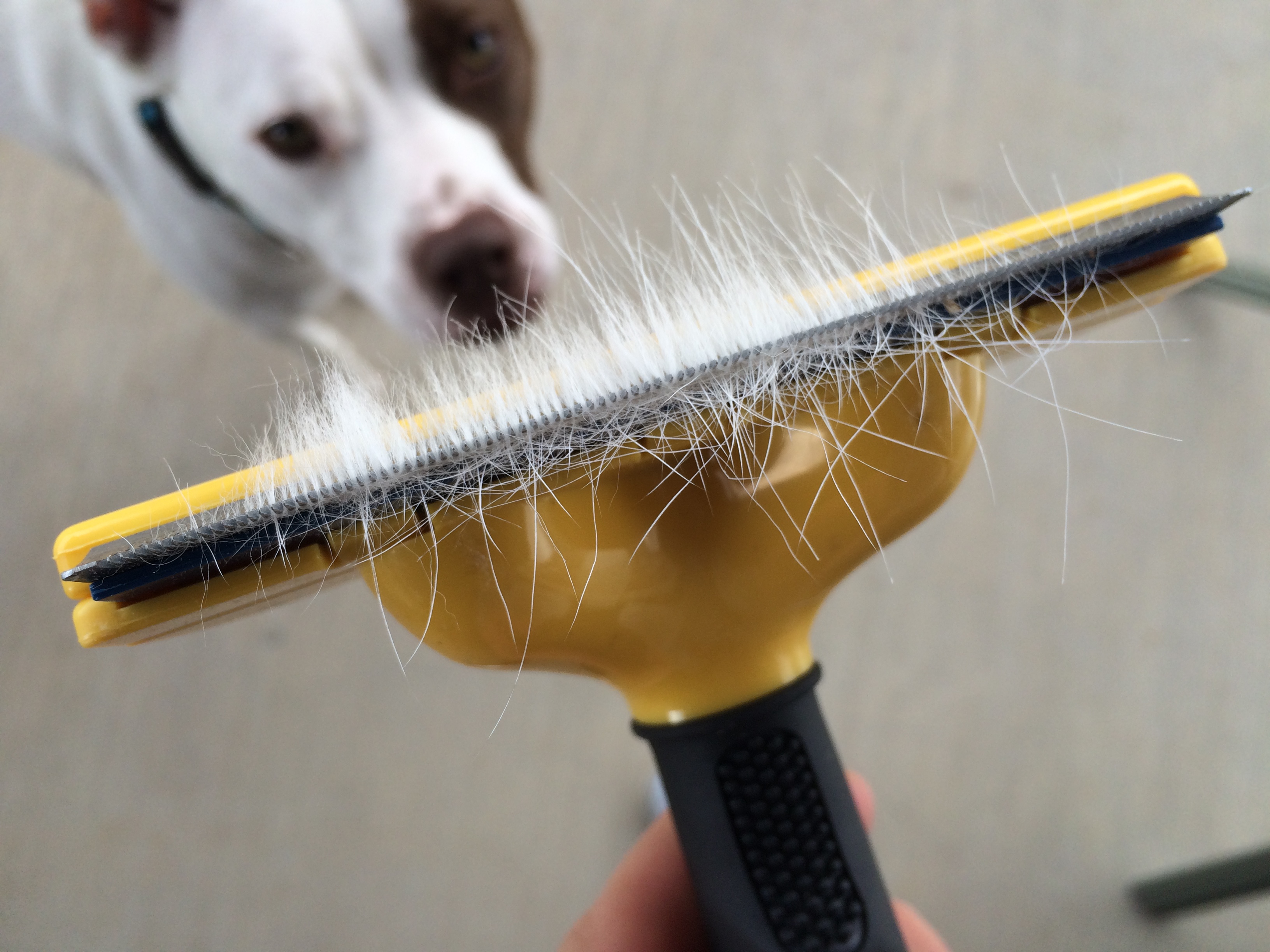 reduce dog shedding