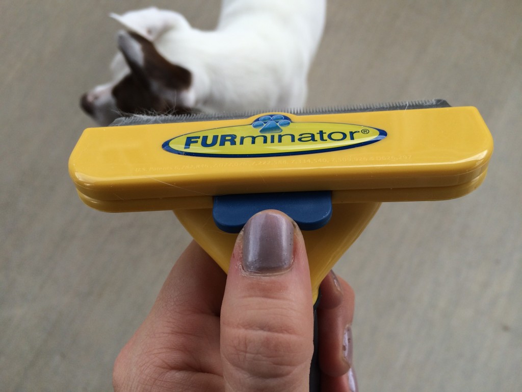 Tips for reducing shedding in dogs | lolathepitty.com