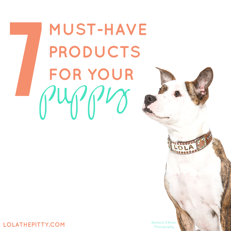 7 Must-Have Products for Your Puppy