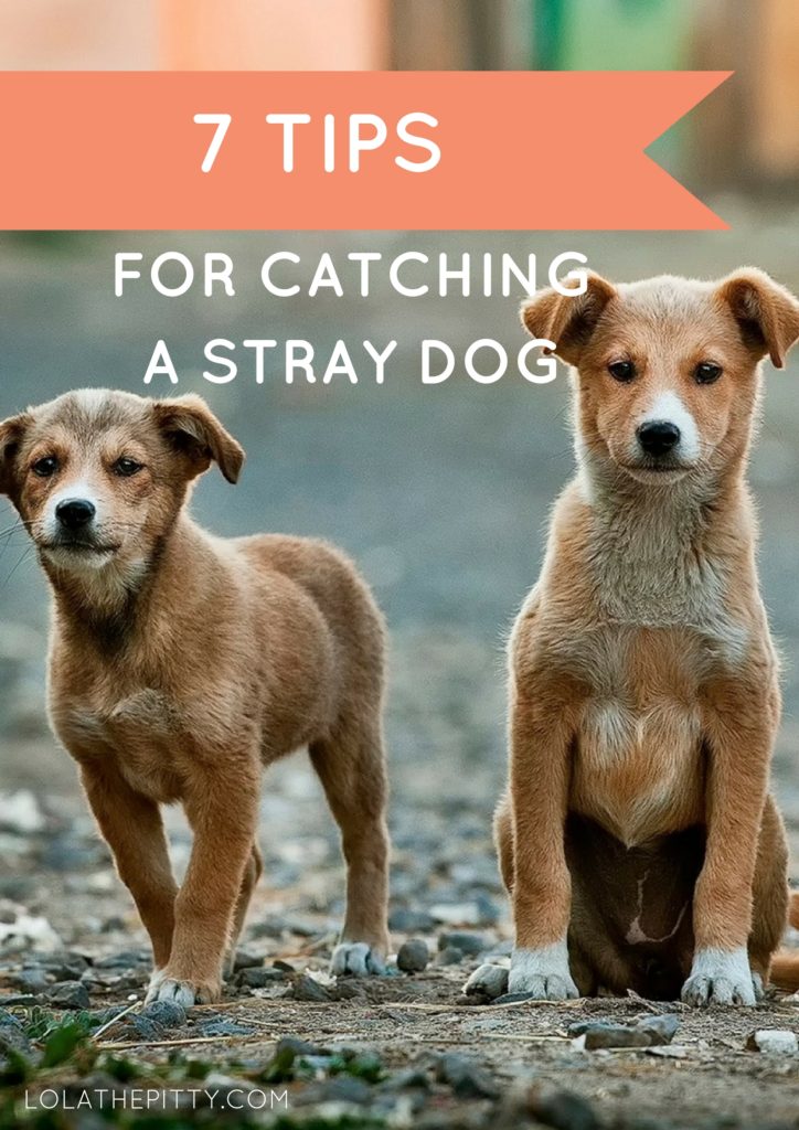 Tips for Catching a Stray Dog | lolathepitty.com