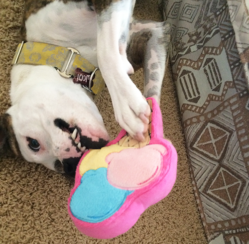 Pooch Party Packs Subscription Box | Review | Lolathepitty.com