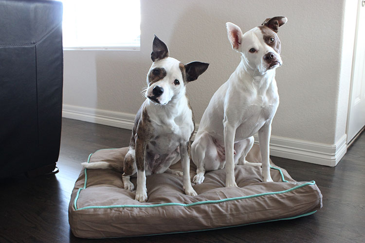 Molly Mutts Dog Bed Giveaway and Review - Lolathepitty.com