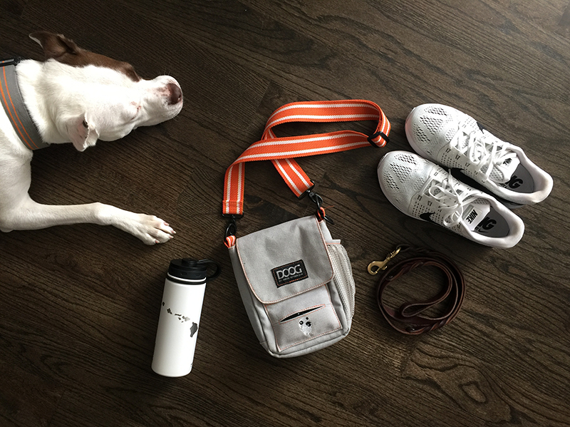 dog-walking-essentials