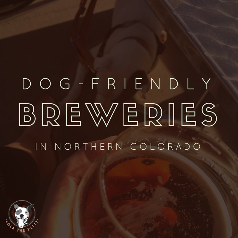 dog friendly breweries in northern colorado