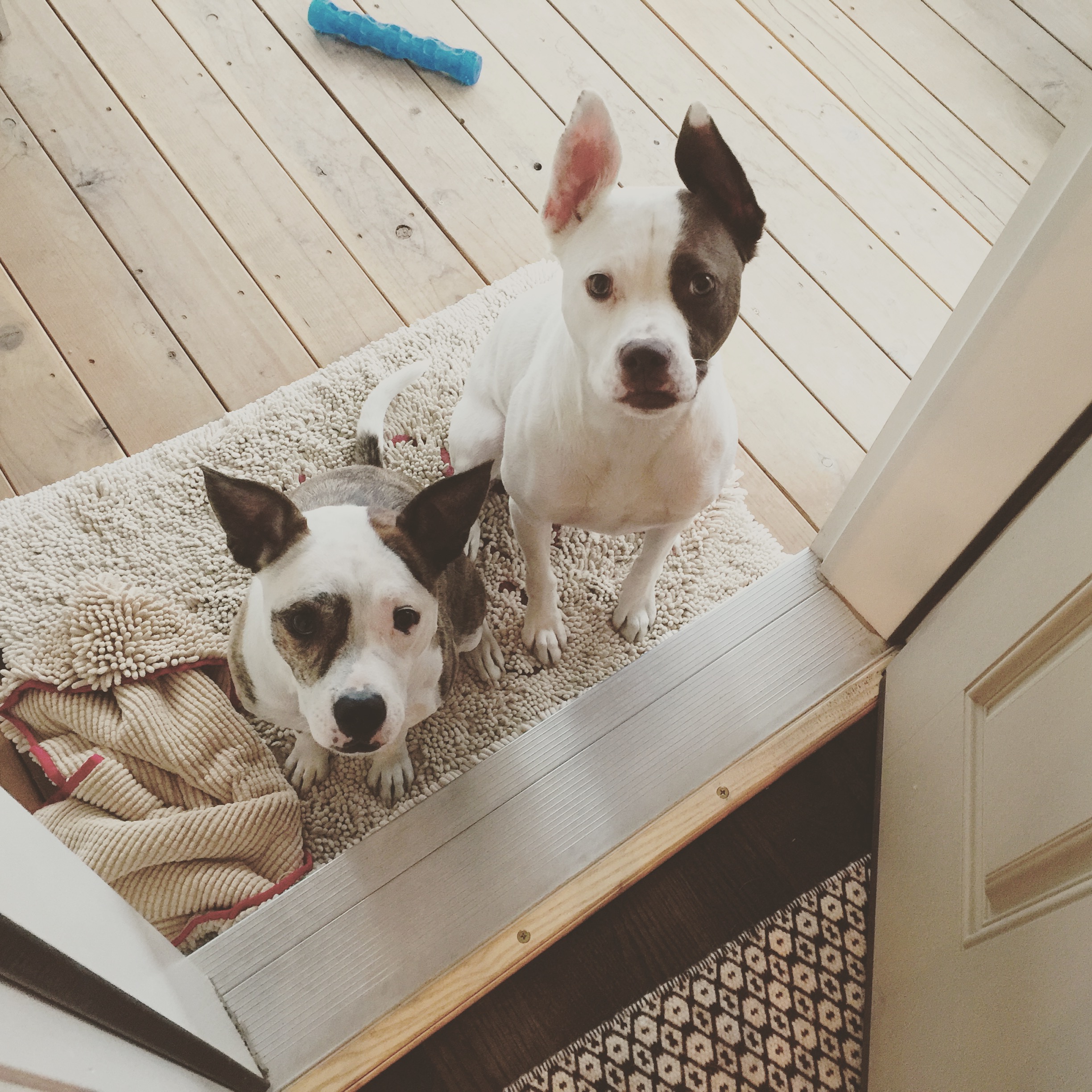 lola the pitty soggy doggy mat