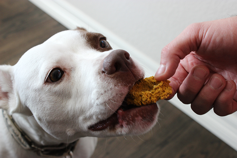 Pumpkin Flax Seed Dog Biscuit Recipe - lolathepitty.com