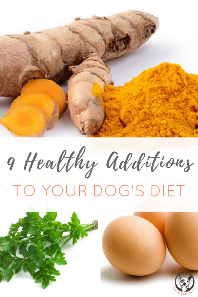 9 Healthy Foods to Add to Your Dog's Diet - lolathepitty.com